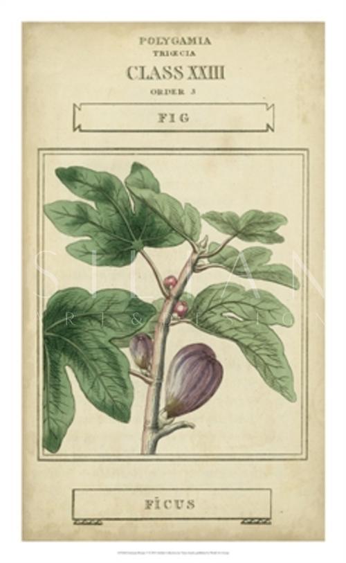 Linnaean Botany VI