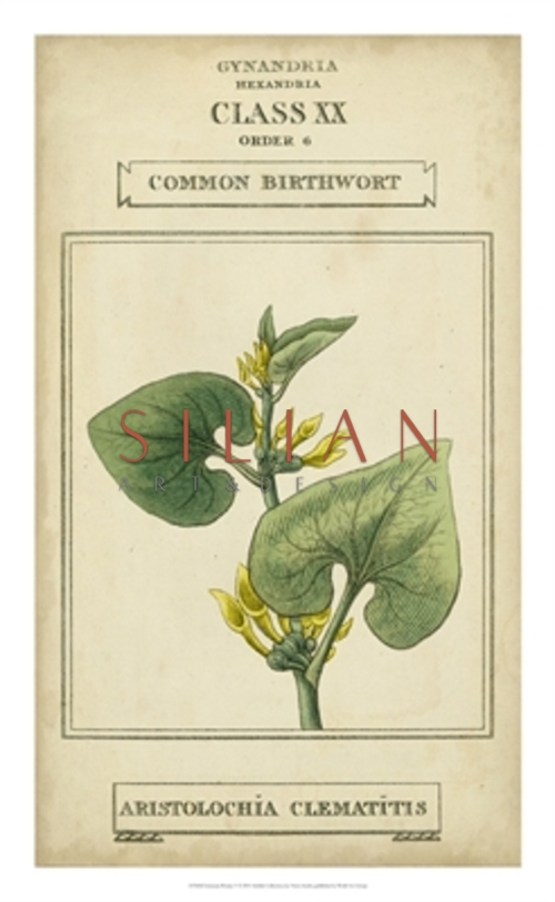 Linnaean Botany V