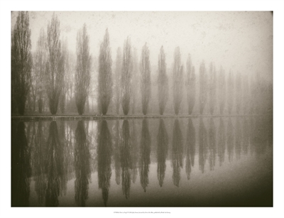 Trees In Fog V