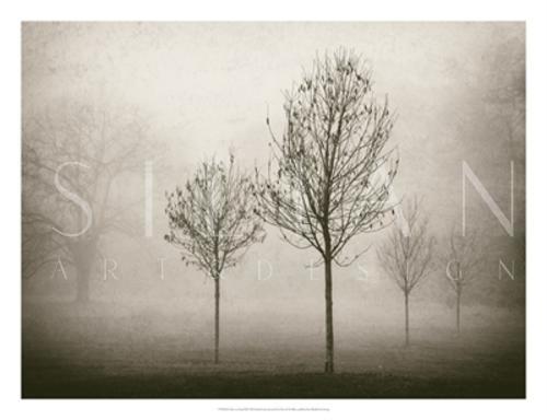 Trees In Fog VII