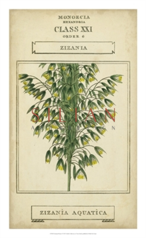 Linnaean Botany I