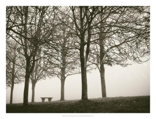 Trees In Fog VI