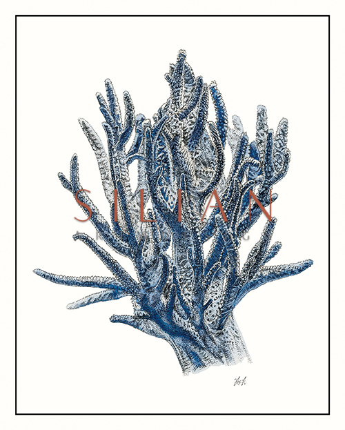 Seaweed Composition II