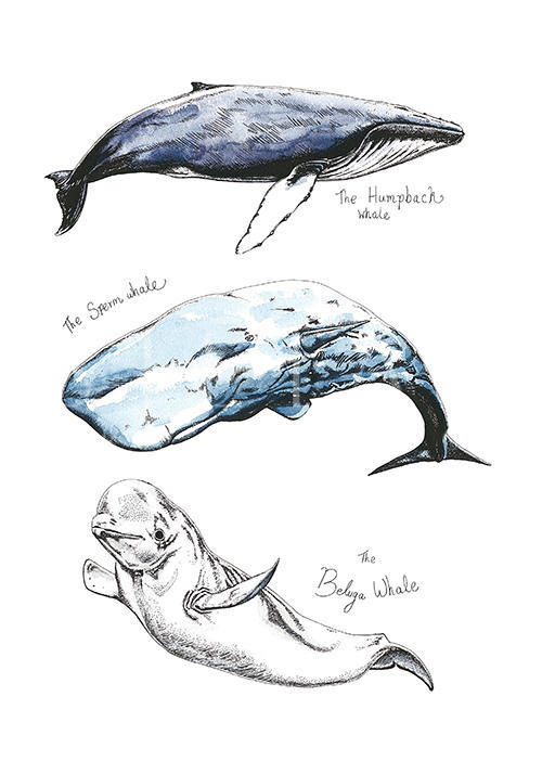Whale Composition Ⅴ