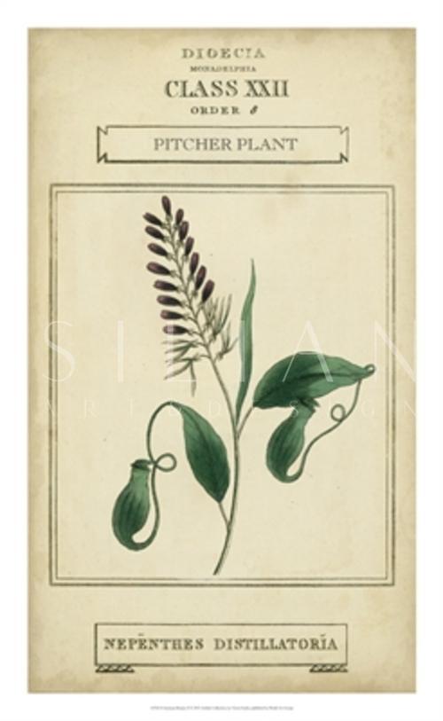 Linnaean Botany II
