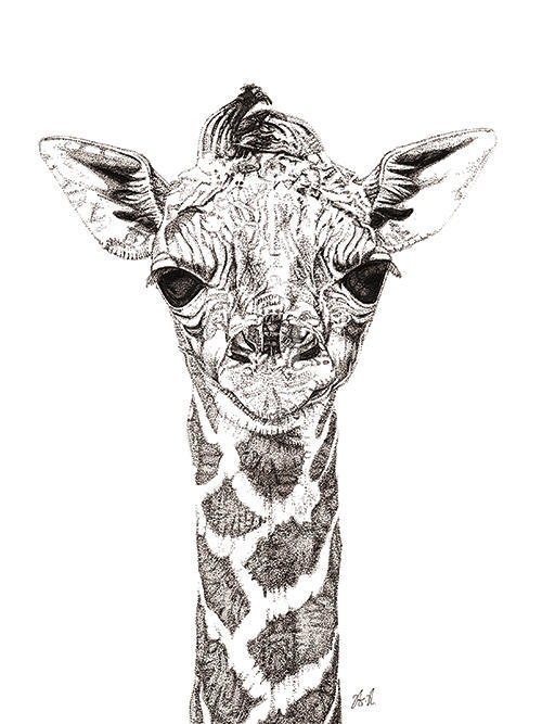 Giraffe Close Up 