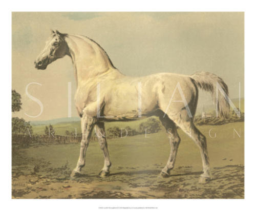 Cassell's Thoroughbred II