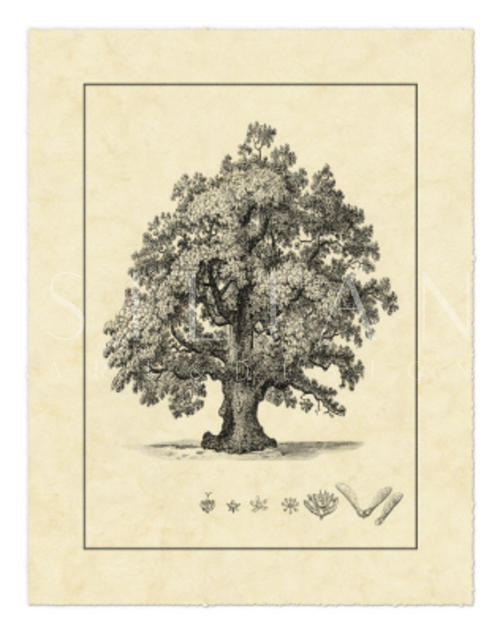 Vintage Tree III