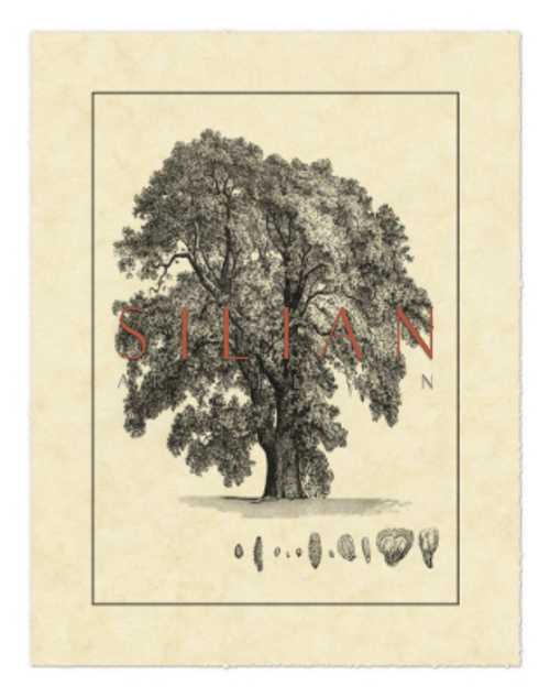 Vintage Tree IV