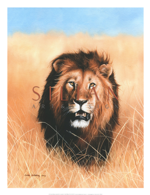 非洲大草原狮子 