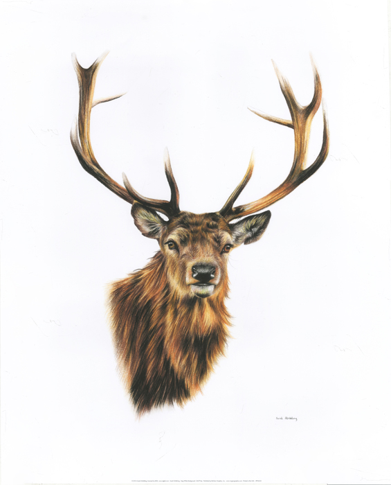 Stag White Background