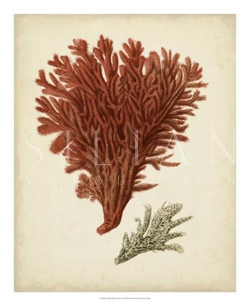 Antique Red Coral V