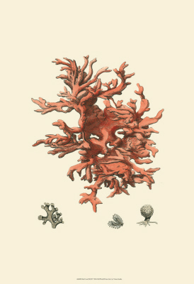 红珊瑚 III