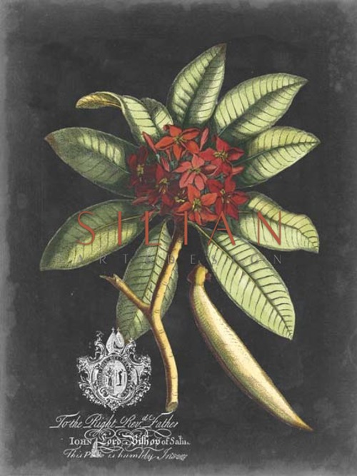 皇家植物 III