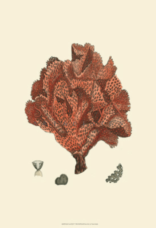 红珊瑚 IV