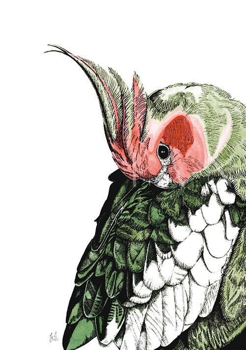 Tropical Parrot II