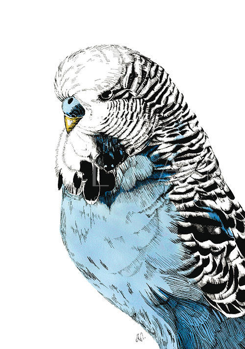 Eagle Portrait Ⅰ