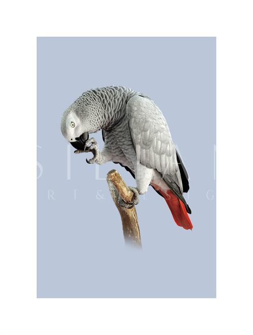 Grey Parrot VI
