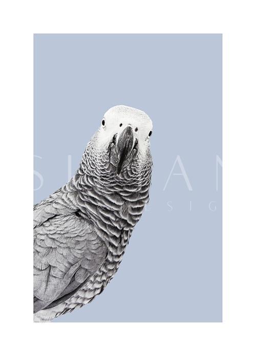 Grey Parrot II