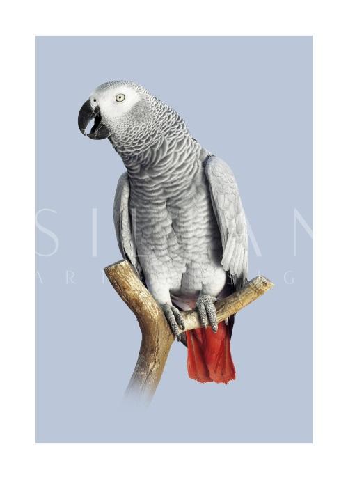 Grey Parrot III