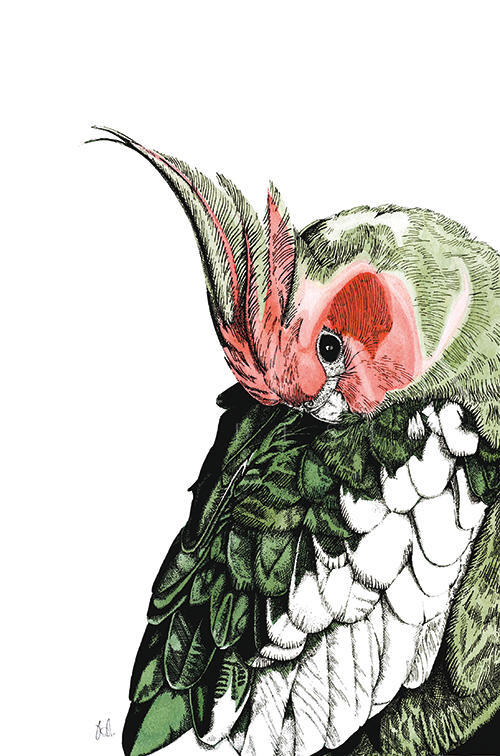 Tropical Parrot Ⅰ