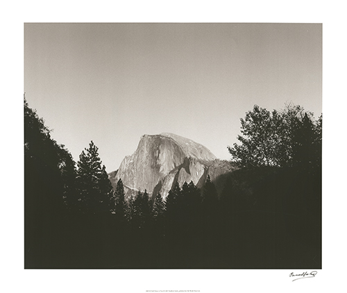 Half Dome in Trees