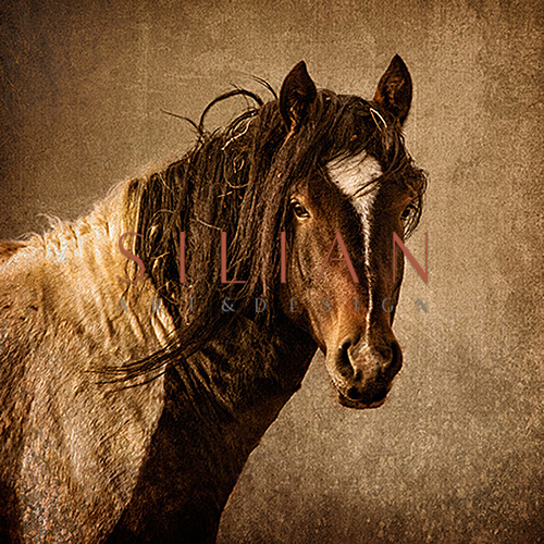 Horse Portrait Ⅰ
