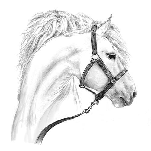 Equestrian Portrait