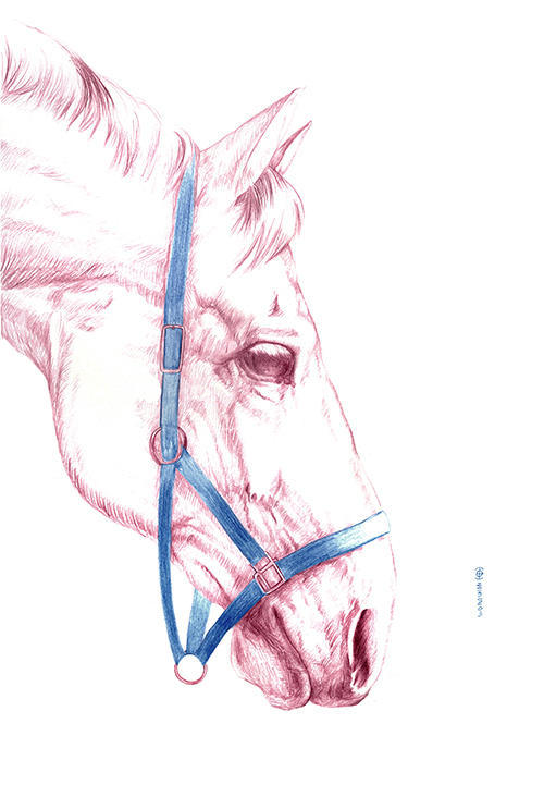 Horse Portrait Ⅱ