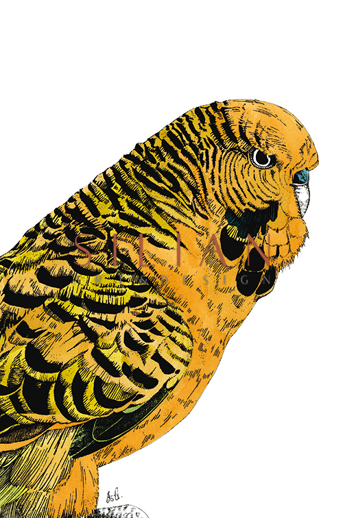 Tropical Parrot Ⅵ
