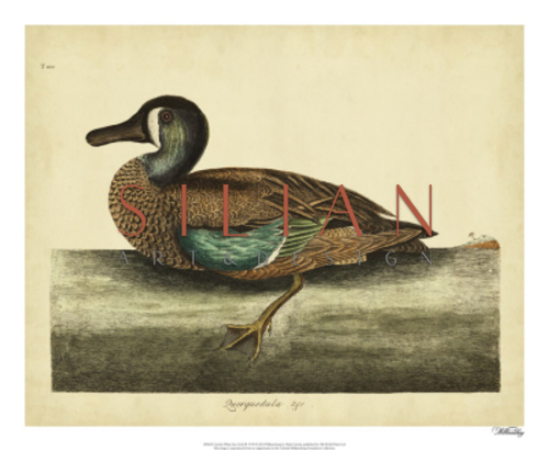 Catesby Summer Duck, Pl. T97 