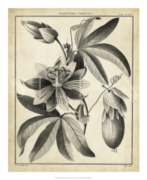 Passiflora IV