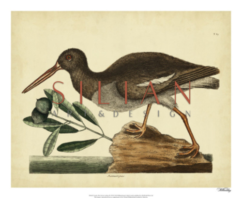 Catesby The Oyster Catcher, Pl. T85