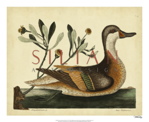 Catesby Ilatheria Duck, Pl. T93