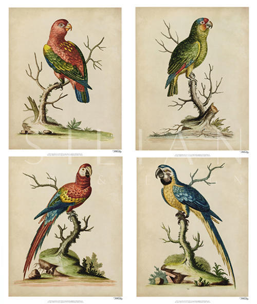Edwards Parrots