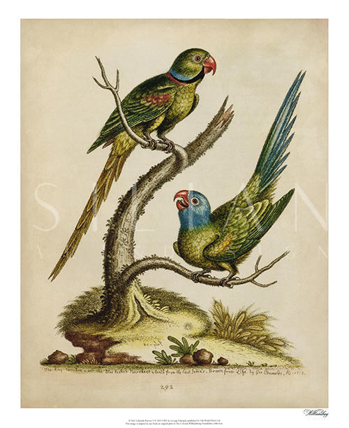 Edwards Parrots II