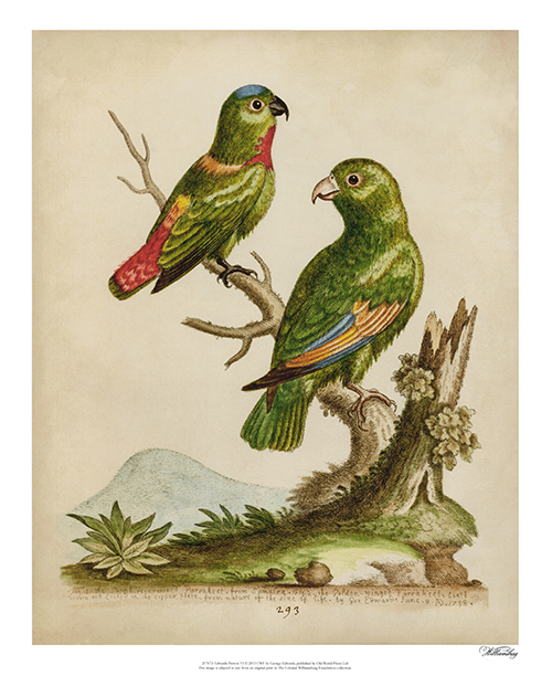 Edwards Parrots I