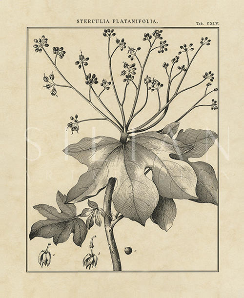 Vintage Botanical Study