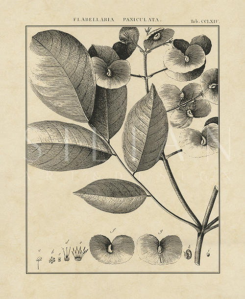 Vintage Botanical Study