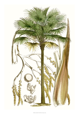 柯蒂斯棕榈树 I