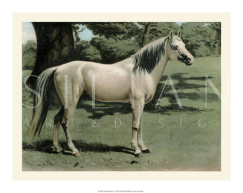 Cassell's Horse I