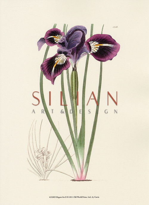 Elegant Iris I