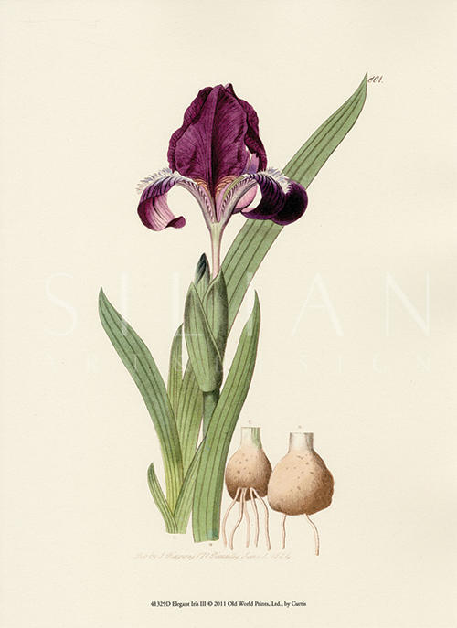 Elegant Iris II