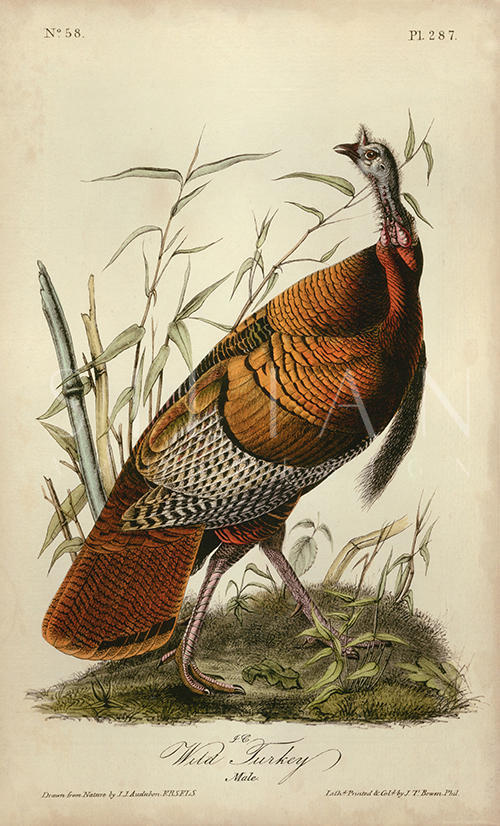 Audubon Wild Turkey I