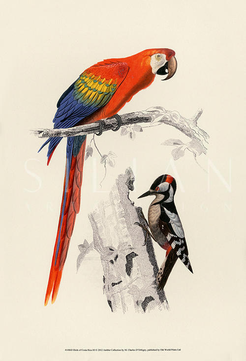 Birds of Costa Rica II