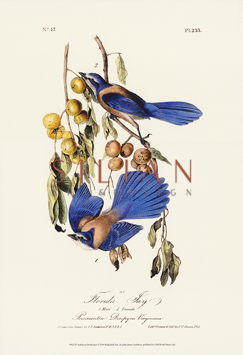 Audubon Blue Jays II