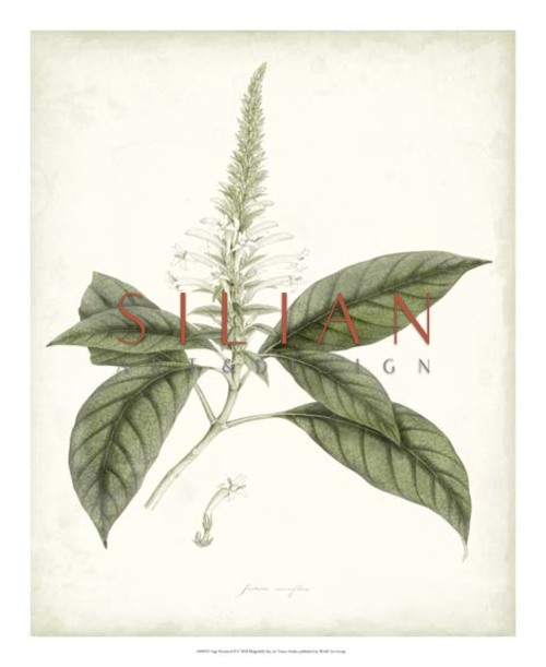 鼠尾草植物 II