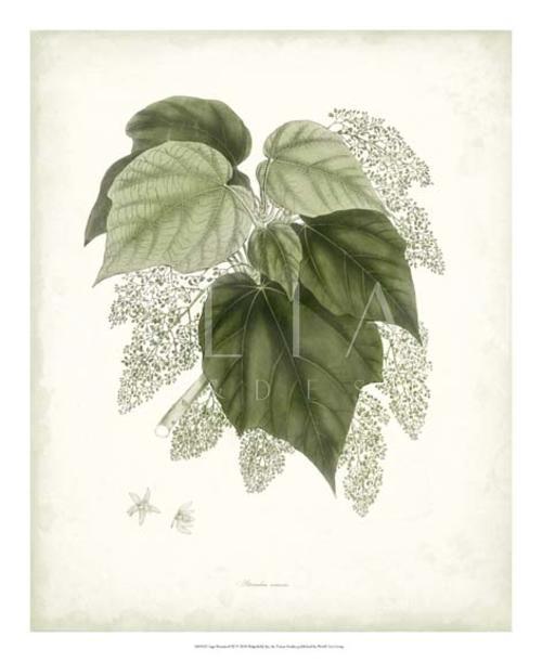 Sage Botanical IV