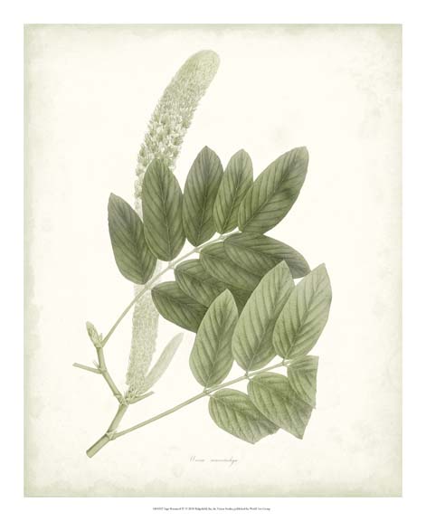 鼠尾草植物 III